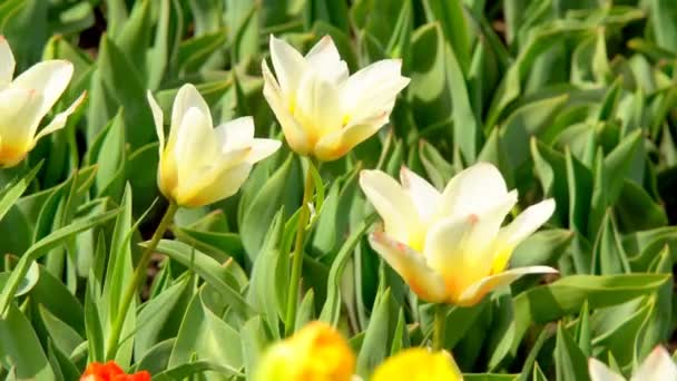 Hermosas Flores Coloridas Tulipanes Floreciendo Jardín Primavera Bajo Cálido Sol — Vídeos de Stock