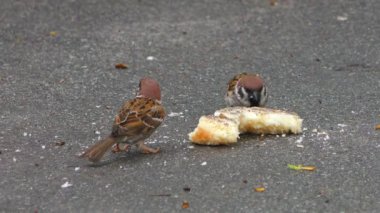 Kuşlar bahar parkında ekmek kırıntılarının kalıntılarını buldular ve onları yemekten mutluluk diliyor..