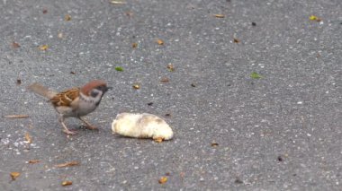 Kuşlar bahar parkında ekmek kırıntılarının kalıntılarını buldular ve onları yemekten mutluluk diliyor..