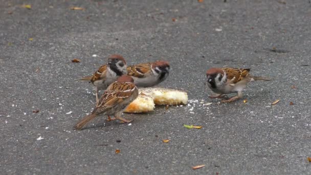 Fåglarna Hittade Resterna Brödsmulor Vår Parken Och Glada Att Äta — Stockvideo
