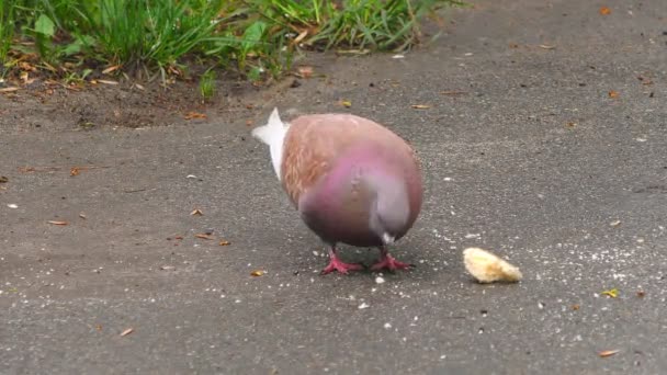Kuşlar Bahar Parkında Ekmek Kırıntılarının Kalıntılarını Buldular Onları Yemekten Mutluluk — Stok video