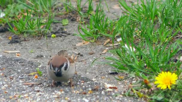 Gli Uccelli Hanno Trovato Resti Briciole Pane Nel Parco Primaverile — Video Stock