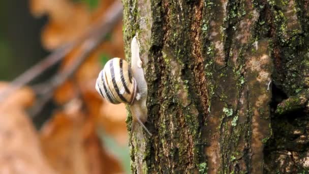 Escargot Réveille Après Froid Hivernal Glisse Sur Arbre Par Une — Video