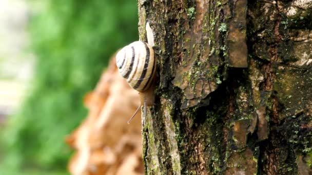 Un escargot se réveille après le froid hivernal se glisse sur un arbre par une journée chaude 