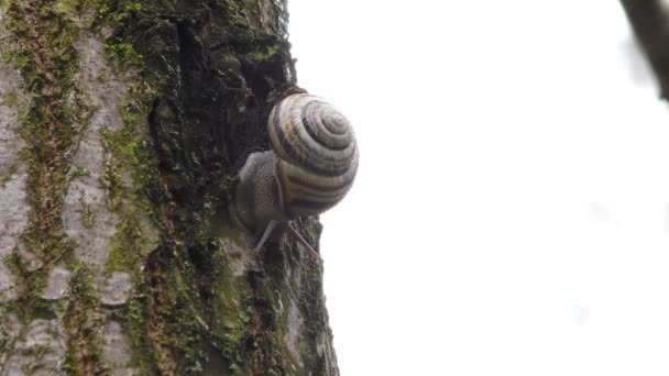 Un escargot se réveille après le froid hivernal se glisse sur un arbre par une journée chaude 