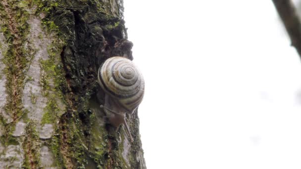 Un escargot se réveille après le froid hivernal se glisse sur un arbre par une journée chaude 