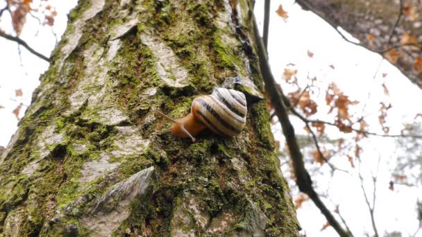 Un escargot se réveille après le froid hivernal se glisse sur un arbre par une journée chaude 