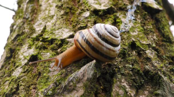 따뜻한 나무에 추위가 섬뜩한 깨어난 달팽이 — 비디오