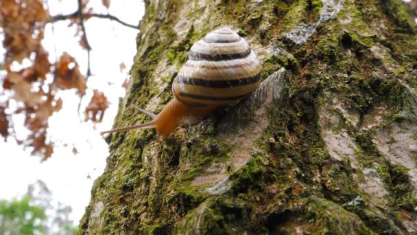 Caracol Acordando Depois Que Frio Inverno Arrasta Uma Árvore Dia — Vídeo de Stock