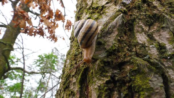 Caracol Despierta Después Que Frío Del Invierno Arrastra Sobre Árbol — Vídeos de Stock