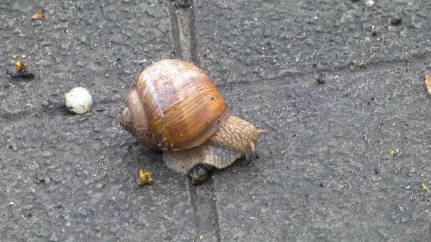 初春温暖的日子里 公园里一只大花园蜗牛爬行 — 图库视频影像