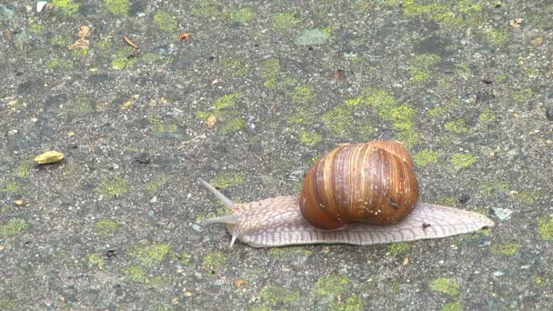 Un grand escargot de jardin se glisse dans le parc par une journée chaude au début du printemps 