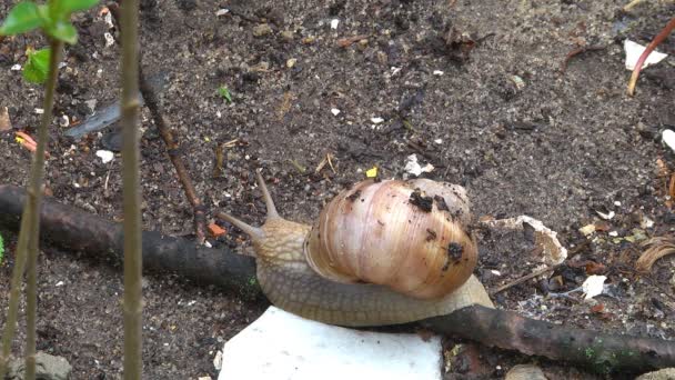 Grande Caracol Jardim Rasteja Parque Dia Quente Início Primavera — Vídeo de Stock