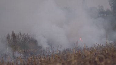 Alevler ve dumanla sür. Gün batımında kırsal çayırda Kuru Çim yanıklar. Alanda Kuru Çim yanan vahşi yangın. Portakal alevi ve duman. Ateş aç. Vahşi alanda Bush yangın