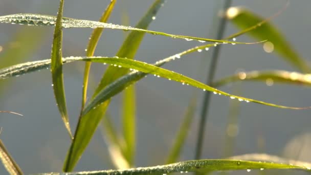 Ein Tropfen Tau Auf Einem Grünen Blatt Makro — Stockvideo