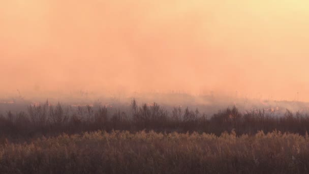 Езжай Через Пламя Дым Сухая Трава Горит Лугу Сельской Местности — стоковое видео