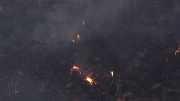 Attraversate Fiamme Fumo Erba Secca Brucia Sul Prato Campagna Tramonto — Video Stock