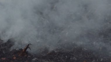 Alevler ve dumanla sür. Gün batımında kırsal çayırda Kuru Çim yanıklar. Alanda Kuru Çim yanan vahşi yangın. Portakal alevi ve duman. Ateş aç. Vahşi alanda Bush yangın