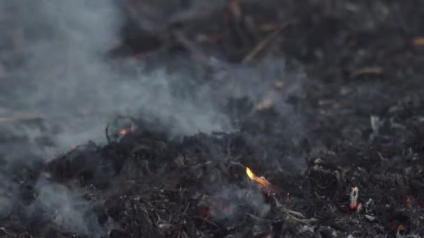 Sie Fahren Durch Flammen Und Rauch Bei Sonnenuntergang Brennt Trockenes — Stockvideo