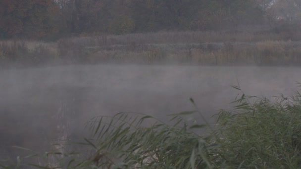 水の川の上の朝の霧 早朝の霧の川 朝の湖の上の風景霧 早朝の川の霧の桟橋からのパノラマビュー 霧の川霧水の背景 — ストック動画
