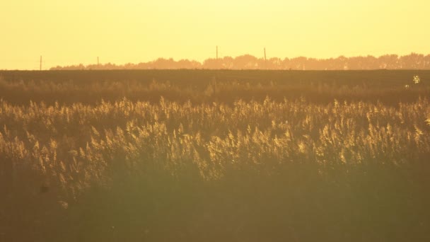 Низкоуровневый Панорамный Снимок Через Лесной Пол Покрытый Листьями Солнце Светит — стоковое видео