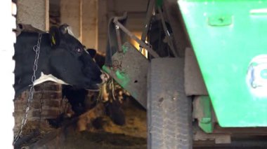 Modern çiftlikte inekler besleniyor. Süt çiftliğinde beslenen inekleri kapatın. Süt çiftliğindeki inek saman yiyor. Çiftlik ahırında traktör sürüyor. Yuvalanmış