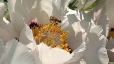 Hanımeli çiçeklerinin etrafında uçan bir bal arısı, bahar güneşli ve ağır çekimde nektar poleni topluyor.
