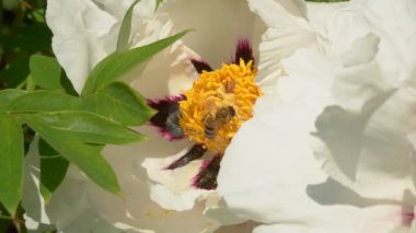 Hanımeli çiçeklerinin etrafında uçan bir bal arısı, bahar güneşli ve ağır çekimde nektar poleni topluyor.