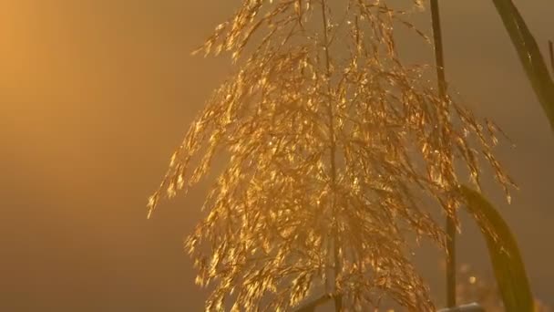 Panorama Bas Niveau Sol Sur Sol Boisé Recouvert Feuilles Soleil — Video