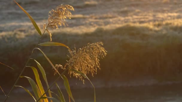 Piano Terra Basso Panning Colpo Attraverso Pavimento Boschivo Coperto Foglie — Video Stock