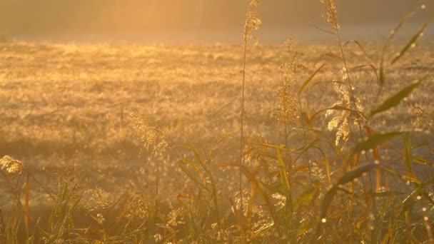 Panorama Bas Niveau Sol Sur Sol Boisé Recouvert Feuilles Soleil — Video