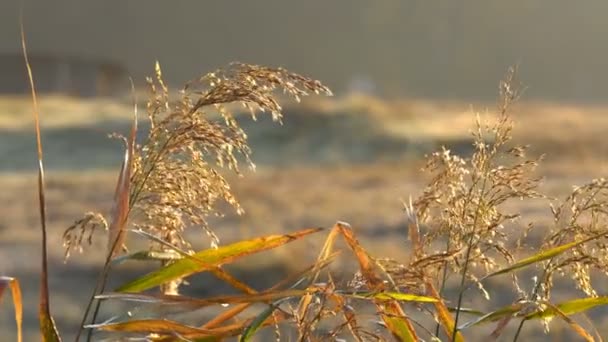 Piano Terra Basso Panning Colpo Attraverso Pavimento Boschivo Coperto Foglie — Video Stock