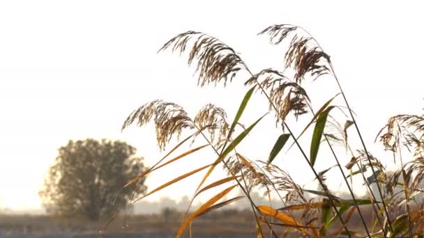 Lage Grondniveau Panning Geschoten Bos Vloer Bedekt Met Bladeren Zon — Stockvideo