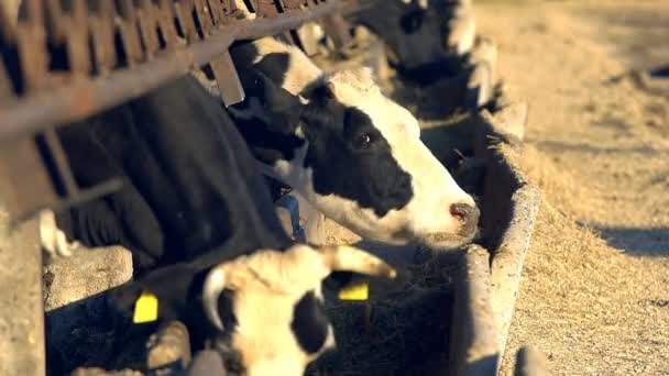 現代の農場で牛の給餌プロセス 牛乳農場で牛の餌を閉じます 牛の酪農家干し草を食べる 農家の納屋でトラクターを運転 おがくず — ストック動画