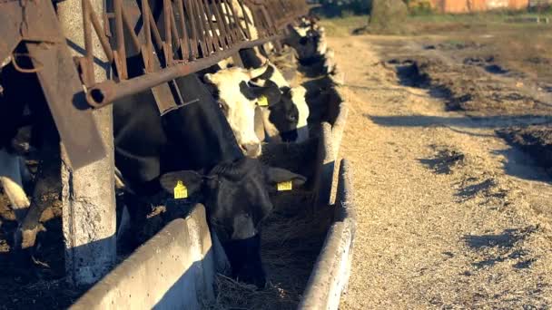 Kor Utfodring Process Modern Gård Närbild Utfodring Mjölkgård Mjölkgård Äter — Stockvideo