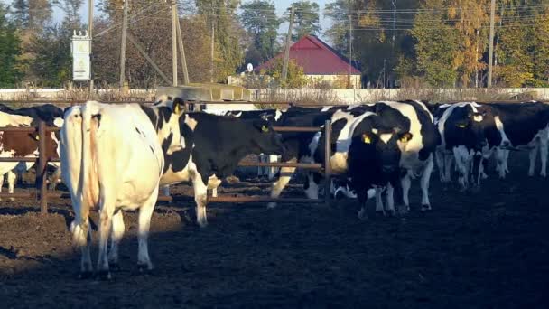 Die Fütterung Der Kühe Auf Dem Modernen Bauernhof Kuhfütterung Aus — Stockvideo