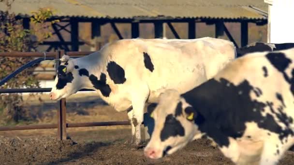 Die Fütterung Der Kühe Auf Dem Modernen Bauernhof Kuhfütterung Aus — Stockvideo