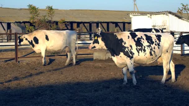 Processo Alimentação Vacas Fazenda Moderna Feche Alimentação Vacas Fazenda Leite — Vídeo de Stock