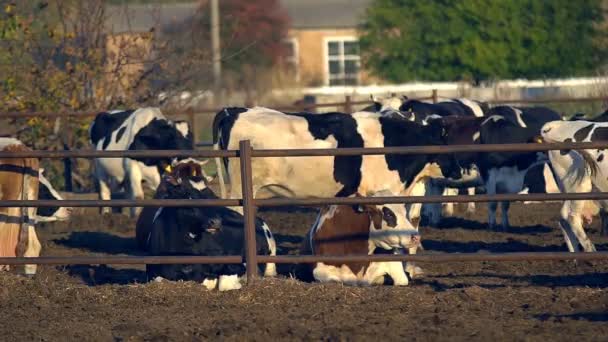 現代の農場で牛の給餌プロセス 牛乳農場で牛の餌を閉じます 牛の酪農家干し草を食べる 農家の納屋でトラクターを運転 おがくず — ストック動画