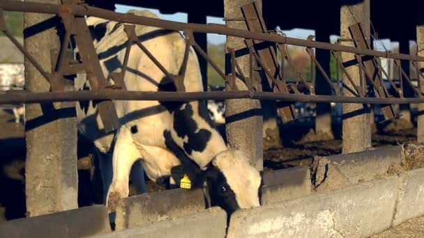 Koeien Voeren Proces Moderne Boerderij Sluit Koe Die Zich Voedt — Stockvideo