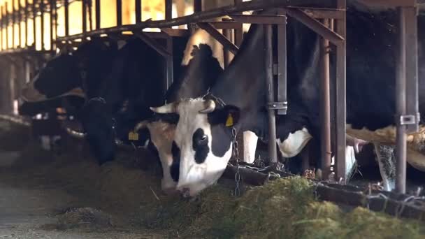 Processo Alimentação Vacas Fazenda Moderna Feche Alimentação Vacas Fazenda Leite — Vídeo de Stock