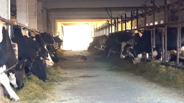 Koeien Voeren Proces Moderne Boerderij Sluit Koe Die Zich Voedt — Stockvideo