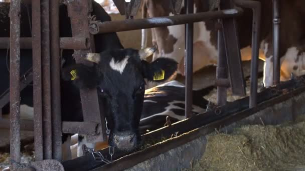 現代の農場で牛の給餌プロセス 牛乳農場で牛の餌を閉じます 牛の酪農家干し草を食べる 農家の納屋でトラクターを運転 おがくず — ストック動画