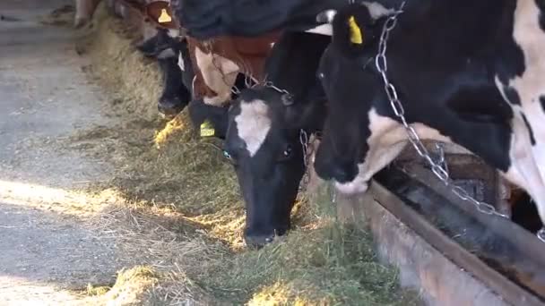 현대적 농장에서는 먹이를 먹는다 사료로 키우는 마무리 했습니다 젖소가 건초를 — 비디오