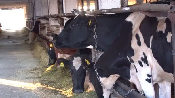 Processo Alimentação Vacas Fazenda Moderna Feche Alimentação Vacas Fazenda Leite — Vídeo de Stock