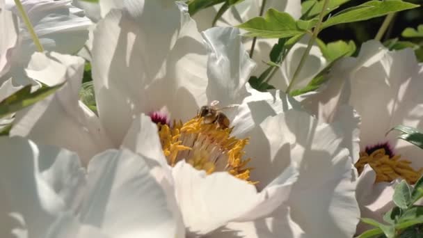 Close One Honey Bee Flying Honeysuckle Flowers Bee Collecting Nectar — Stock video