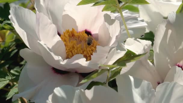 Närbild Honung Flyger Runt Kaprifol Blommor Samla Nektar Pollen Våren — Stockvideo