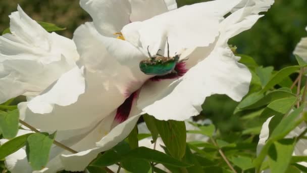 Close One Honey Bee Flying Honeysuckle Flowers Bee Collecting Nectar — Stock video