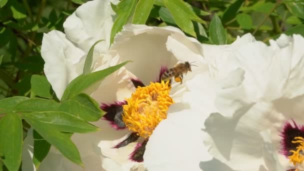 Primer Plano Una Abeja Miel Volando Alrededor Las Flores Madreselva — Vídeo de stock