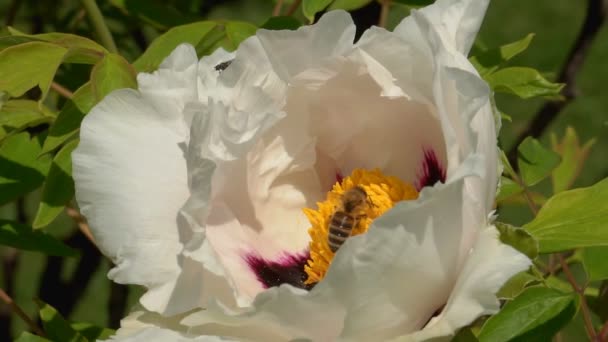 Sluiten Van Een Honingbij Vliegen Rond Kamperfoelie Bloemen Bij Het — Stockvideo